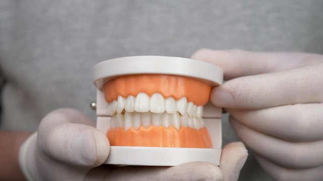 Dentist in white gloves shows teaching model of gums and teeth