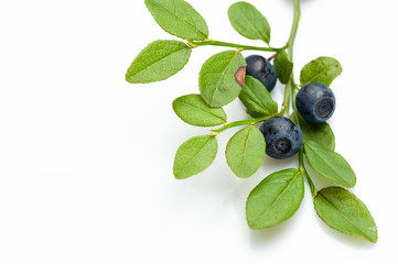 Twig with blueberries on a white background.