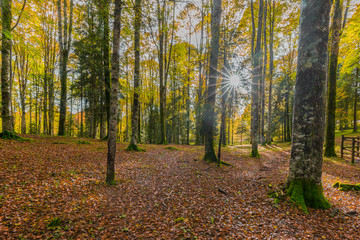Nebbia tra gli alberi nel sottobosco del Cansiglio, Veneto, Italia