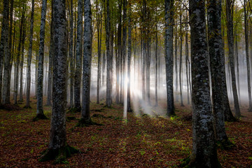 Nebbia tra gli alberi nel sottobosco del Cansiglio, Veneto, Italia