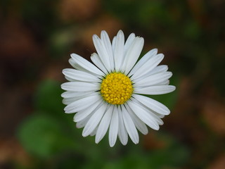 Fototapeta premium Gänseblümchen