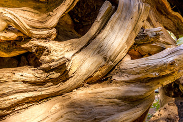 Sequoia tree root