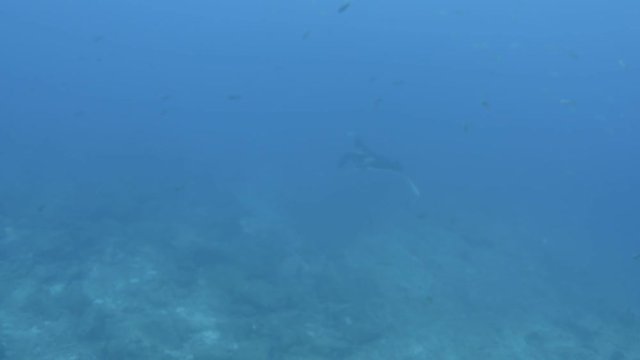 Mantas at the sea of Cort&eacute;s