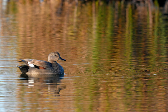 m&auml;nnliche Schnatterente im Abendlicht (Mareca strepera) - Gadwall male