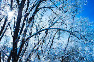 snow covered trees close up