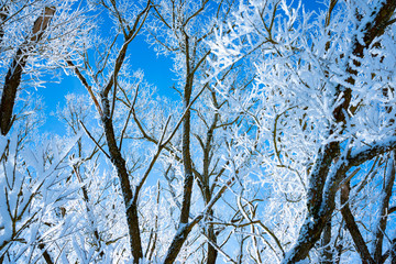 snow covered tree close up