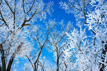 snow covered tree close up