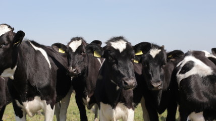 Herd of cows on the farm. Black and white cows