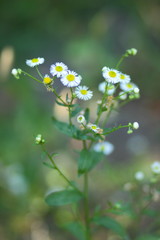 Small white flowers in the field. White daisies on blurred background. Spring white flowers