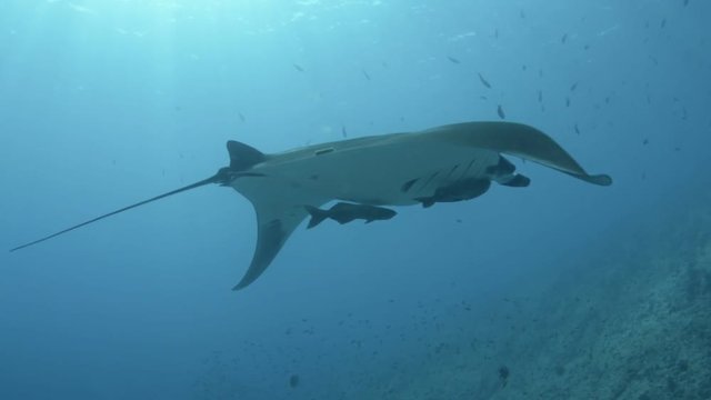 Mantas at the Sea of cortez, Mexico.