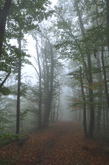 Mysterious dark autumn forest in green fog with road, trees and branches