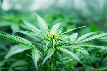 Legal Marijuana cultivation in the home. Medicinal indica with CBD. In door grow hemp. Cannabis at...