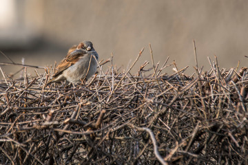 Sparrow in the hedge in the season garden