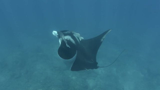 Mantas at the Sea of cortez, Mexico.