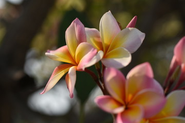 Colorful flowers and green leaves in nature.Colorful flowers in nature. flowers in the garden Blooming in the Formal Garden. Park. Beautiful Garden