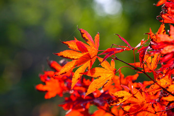Foglie di acero rosso