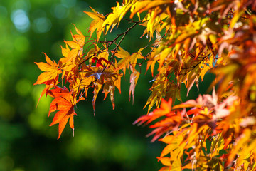 Foglie di acero rosso