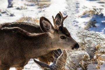 Male Kaibab deer (subspecies of mule deer) with antlers feeding during winter at Grand Canyon National Park. Snow in the background.
