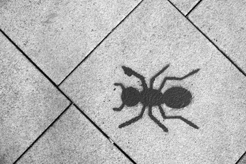 araignée peinte