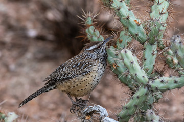 Desert Wren (campylorhunchus brunneciapillus) perched on a cholla cactus in Arizona's Sonoran...