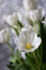 Bouquet of white tulips, wedding flowers, freshness, bokeh