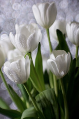 Fototapeta premium Bouquet of white tulips in water drops, wedding flowers, freshness, bokeh