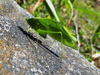 Beautiful hope insect similar to leaf insect. Green insect background