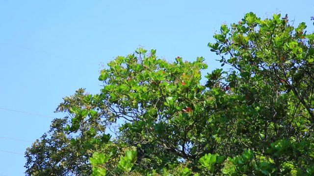 Cashew tree branches swaying in the wind. Flat plane