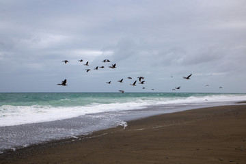 A group of spotted shags fly along the coastline in the evening at Birdlings Flat, New Zealand