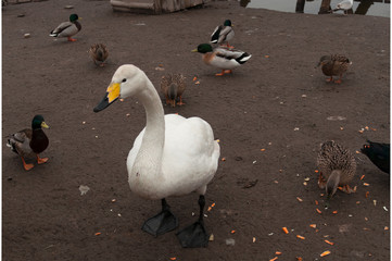 Obraz premium Birds in the zoo