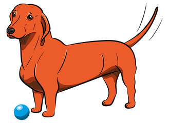 Dog. Orange Dachshund with a ball. Hand-drawn Dog. Realistically Painted Dachshund. Transparence. Vector illustration. White isolated.