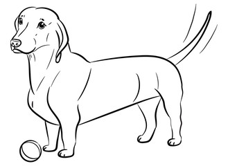 Dog. Dachshund. Realistically Hand-drawn Dachshund. Black outline. Transparent background. Vector illustration. White isolated. Print