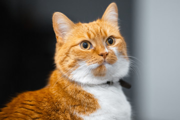 Close-up portrait of red white Norwegian cat.