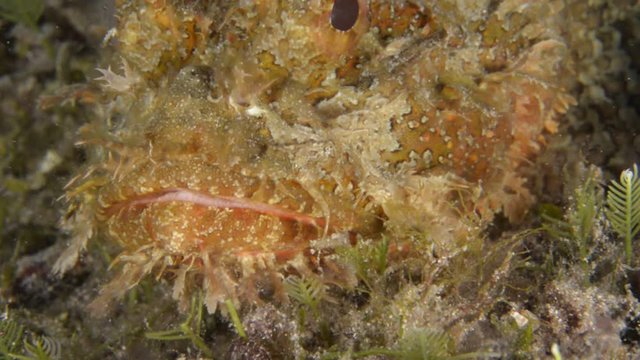 Stonefish, Sea of Cortes, Mexico.