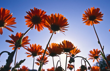 blooming desert in spring of namaqualand, south africa 