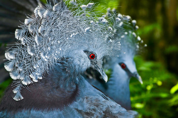 portrait of victoria crowned pigeon 