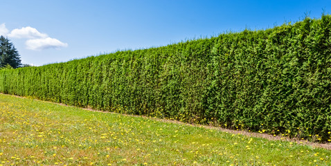 Fototapeta na wymiar Long green hedge along concrete sidewalk on blue sky background