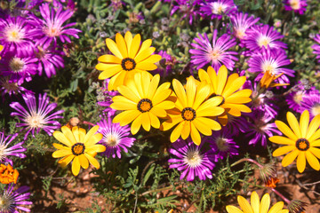 Fototapeta premium blooming desert in spring of namaqualand, south africa 