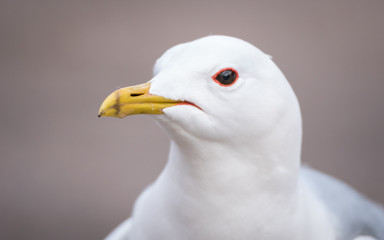 A common gull, closeup of the head