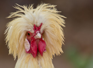 portrait of white crested chicken