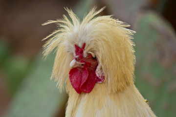 portrait of white crested chicken