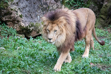 león caminando sobre la hierba
