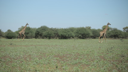 Beautiful landscape, two giraffe walking, running on a green field in Africa on a sunny day.