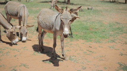 Four donkeys grazing on a field in Africa in sunny summer day, eating grass.