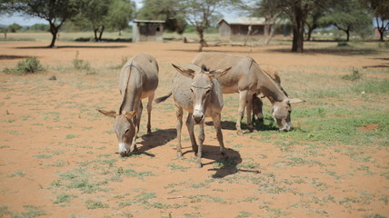 Fototapeta premium Four donkeys grazing on a field in Africa in sunny summer day, eating grass.