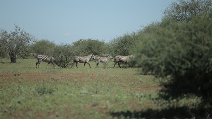 Fototapeta na wymiar Herd of zebras walking on a green field in Africa on a sunny day.