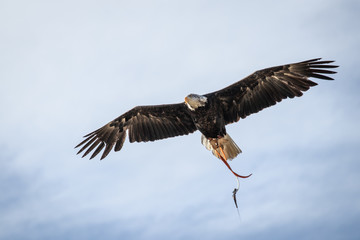 ave en vuelo