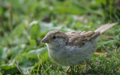 Obraz premium A female house sparrow (Passer domesticus) on grass