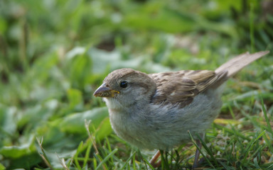 A female house sparrow (Passer domesticus) on grass