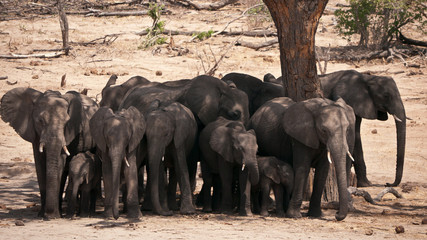 elephant herd looking for shadow 